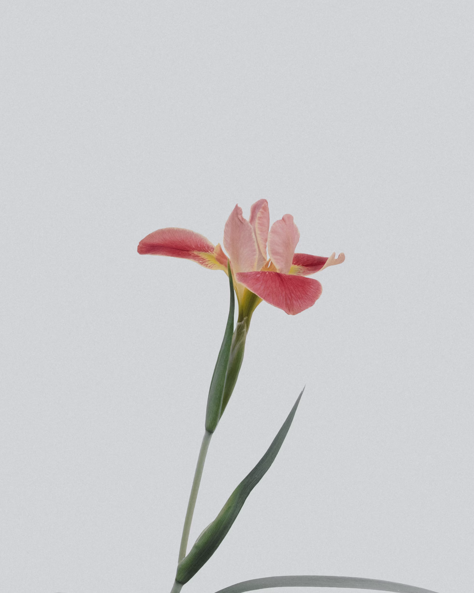 red flower
