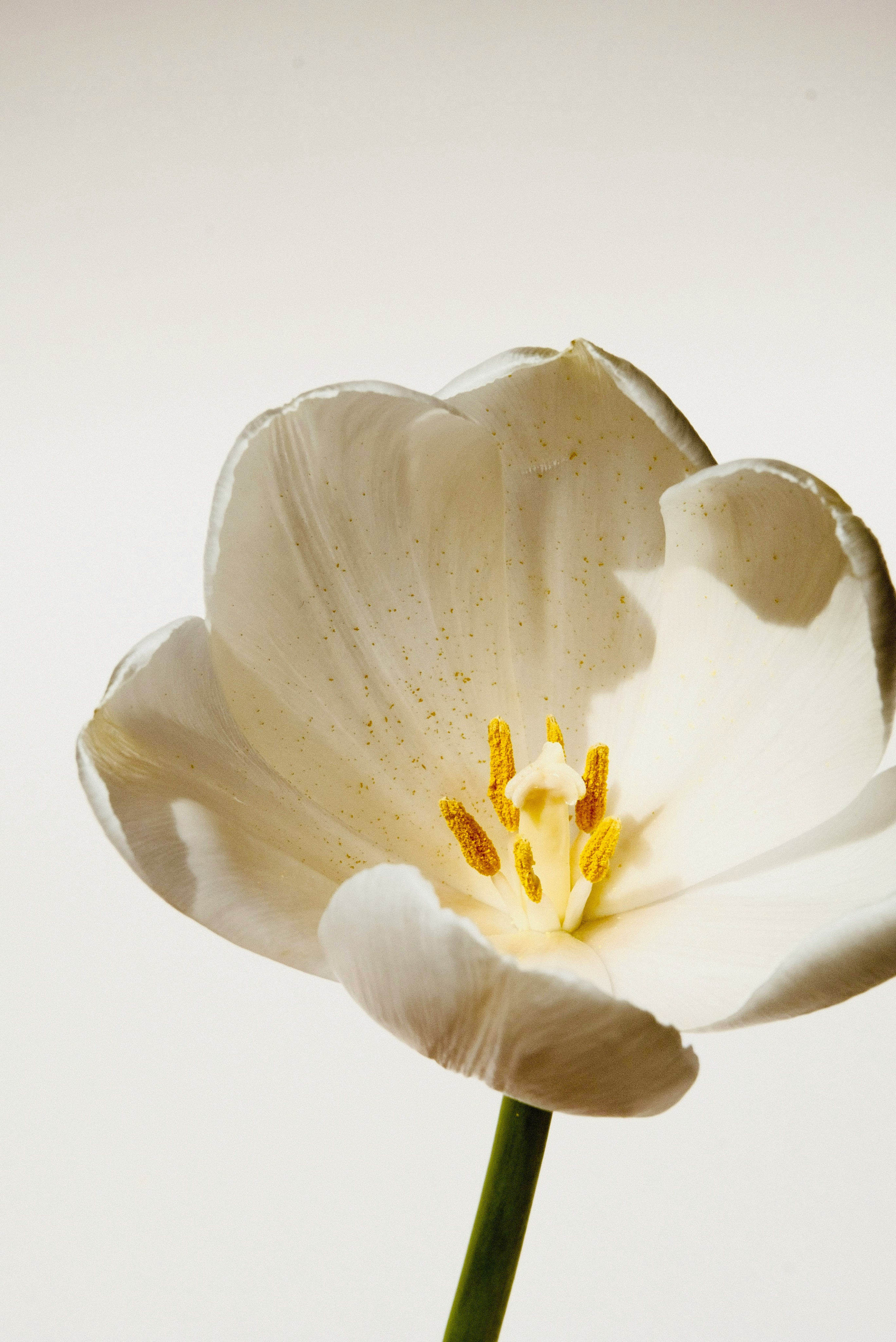 white flower
