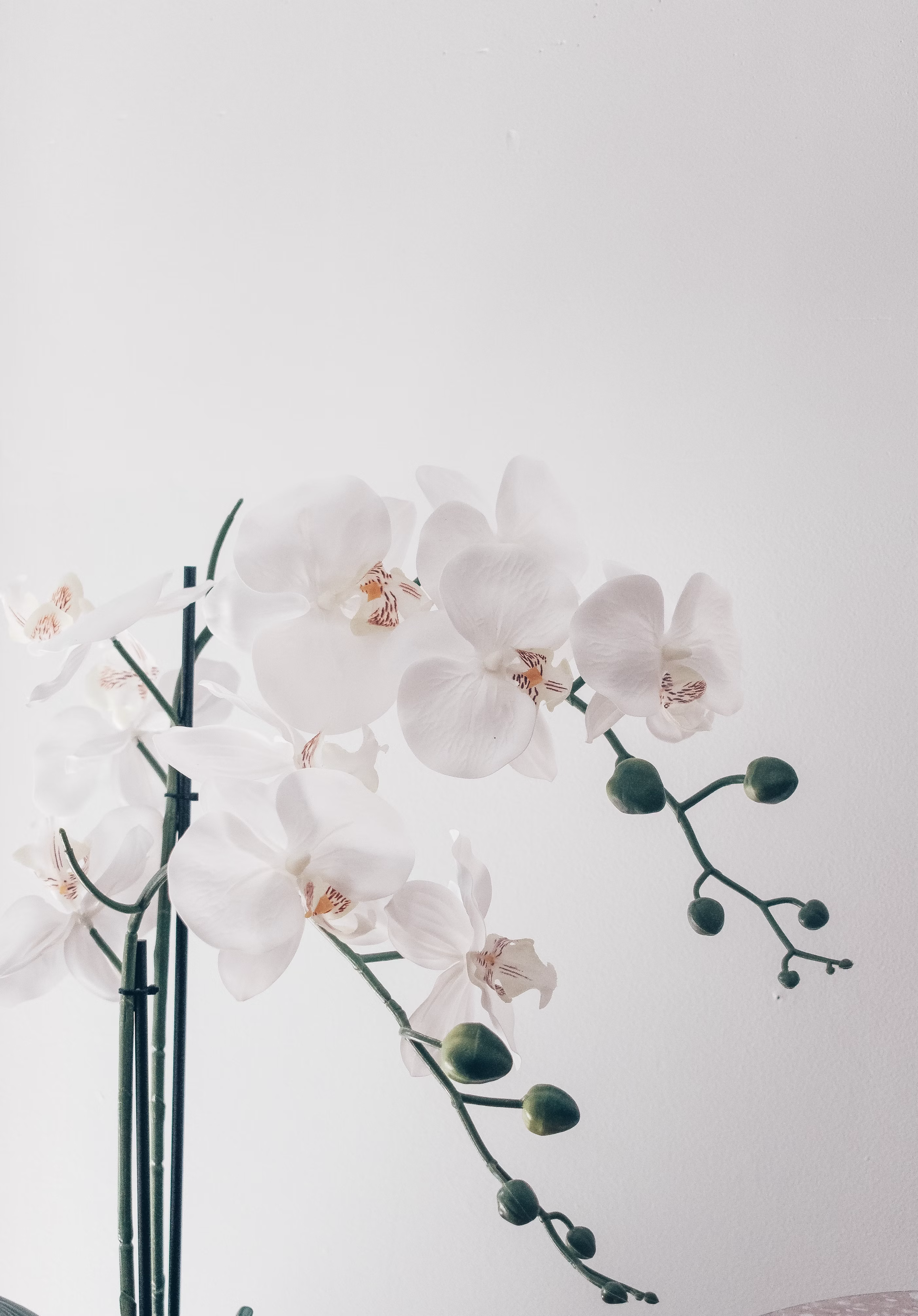 white orchids